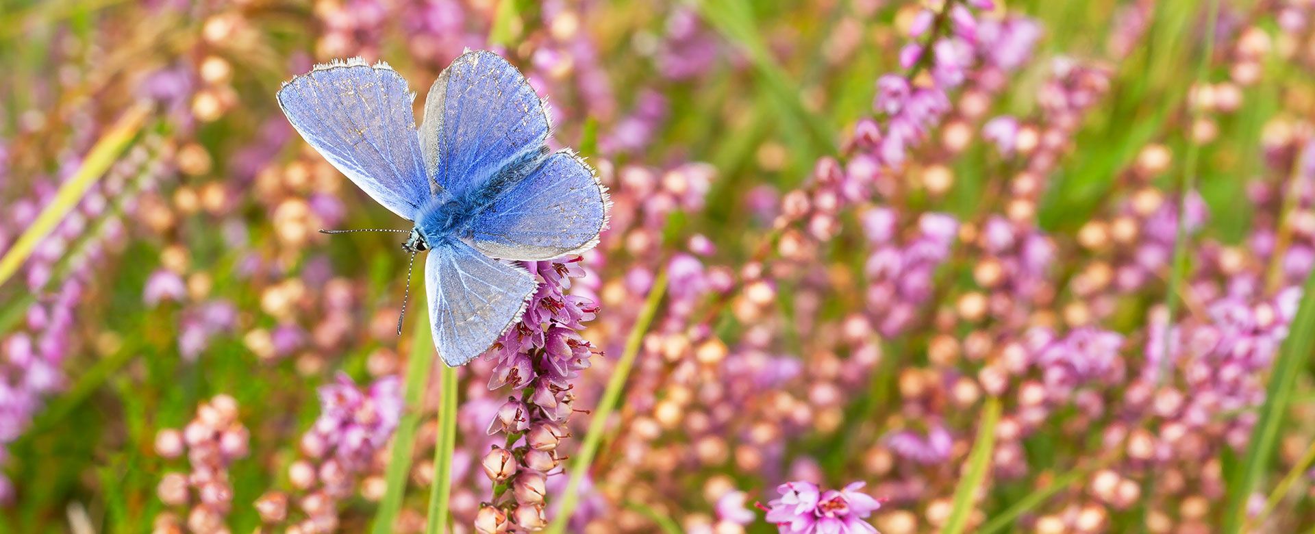 Flora en fauna